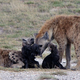 Image for article titled Nature's Rules For Killing Your Siblings